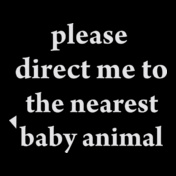 baby-animal